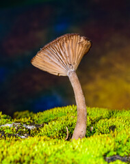 Pseudoclitocybe cyathiformis, saprophytic fungus growing among moss and fallen leaves under trees...