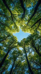 Obraz premium Wide-angle photograph of tall trees, with green leaves and a canopy view.