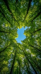 Fototapeta premium Wide-angle photograph of tall trees, with green leaves and a canopy view.