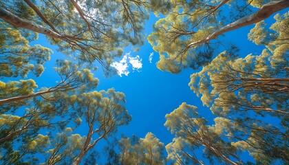 Wide-angle photograph of tall trees, with green leaves and a canopy view.