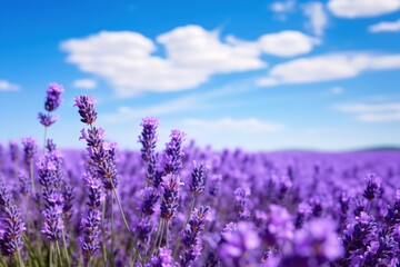Obraz premium Lavender field border sky landscape outdoors.