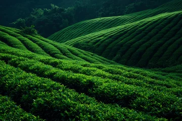  Lush Green Tea Plantation Rolling Hills Landscape © Outkast
