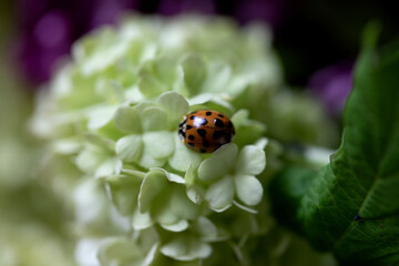 GARDEN CLOSE UP WHITE FLOWER WITH RED LADYBIRD INSECT ON PETAL 
