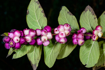 Coralberry, Symphoricarpos orbiculatus, berries with seeds on the branches of a plant in the garden...