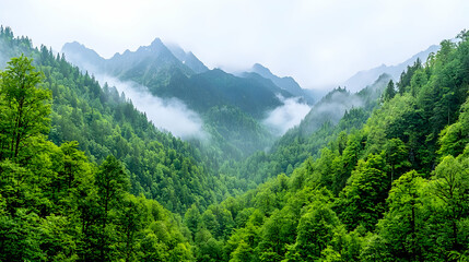 Fototapeta premium Misty mountain valley, lush green forest, scenic view, nature background, travel poster