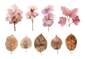Dried leaves and flowers displayed for herbarium collection and botanical studies