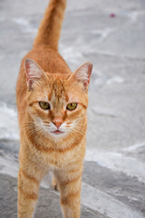 portrait of a cat, Paros