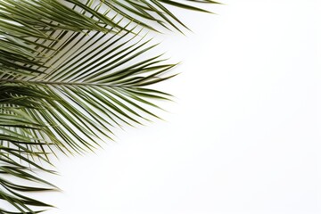 Coconut palm leaves on left corner backgrounds sunlight outdoors.