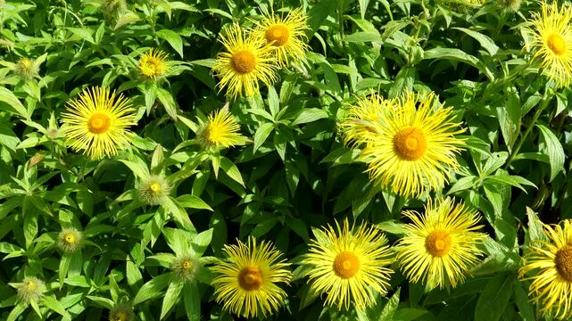 Yellow colour hooker's inula, Inula Hookeri plant flowers in bloom, close up shot.