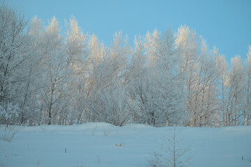 snow covered trees