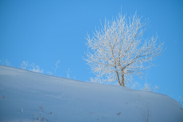 snow covered trees