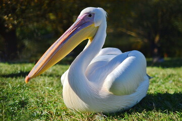 A white pelican rests on the shore of a lake at sunset.