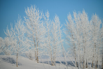 snow covered trees