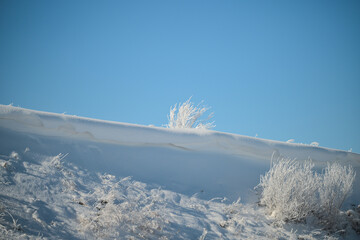 snow covered trees in winter