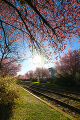 Pink cherry blossoms blooming along a railway track in Bucharest, Romania, under a vibrant blue sky, capturing springtime beauty and urban tranquility. Spring in Bucharest on a tram line.