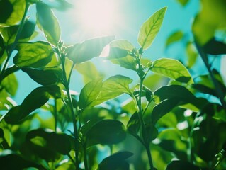 Sunlight filtering through plant leaves