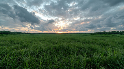 Sunset over grassy field, dramatic clouds. Use Background, nature