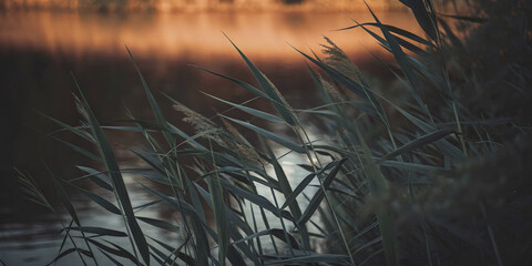 tranquil scene of tall green reeds by calm water body, illuminated softly