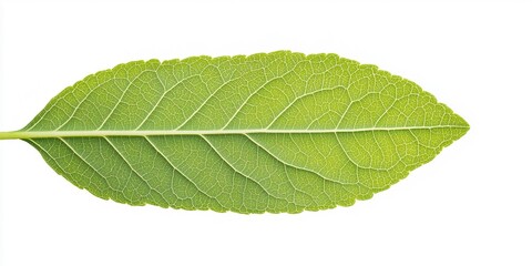 Obraz premium Vibrant Green Leaf: A detailed close-up of a single, vibrant green leaf, showcasing its intricate vein structure and smooth texture. Perfect for botanical illustrations, nature-themed designs.