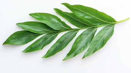 Obraz premium Lush green peony leaf branch on white background, nature backdrop, design element