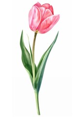 Pink Tulip flower tulip illustration vibrant.