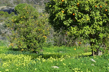 Spring mood on the island of Crete in February. Flowers and trees. Orange.