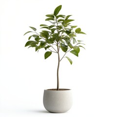 Pot thin tree isolated on white background