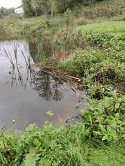 lake in the grass