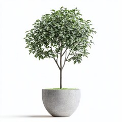 Pot thin tree isolated on white background