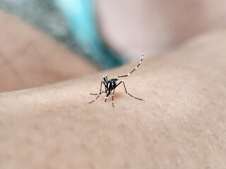 Aedes mosquito sucking blood on human skin, blurred natural background.