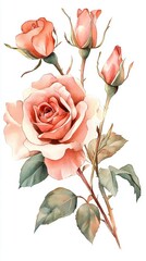Obraz premium Delicate watercolor roses showcasing vintage beauty isolated on a white background