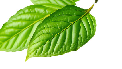 fresh green curry leaves vibrant details transparent