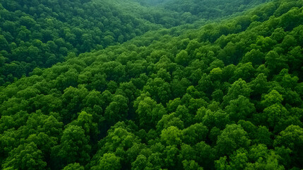 Aerial view of lush green forest, rolling hills background; nature conservation, travel brochure