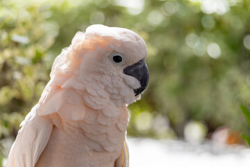 A white parrot is standing in a green area