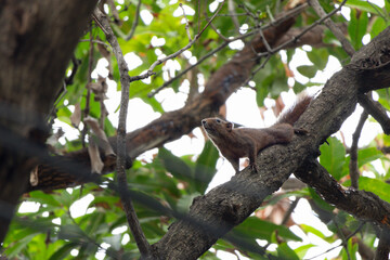 A squirrel is sitting on a tree branch