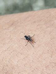 Aedes mosquito sucking blood on human skin, blurred natural background.