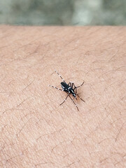 Aedes mosquito sucking blood on human skin, blurred natural background.