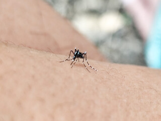 Aedes mosquito sucking blood on human skin, blurred natural background.