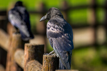 柵にとまるカラス