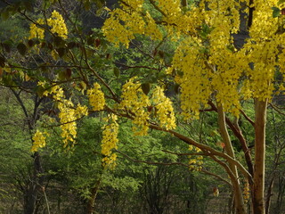 Naklejka premium yellow flowers in the garden