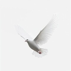Obraz premium White dove soaring gracefully against a soft, pale background during daylight