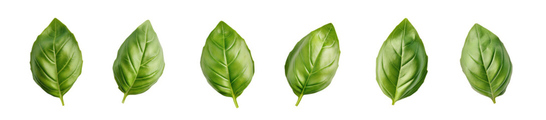 Naklejka premium Set of fresh basil leaves on transparent PNG or white background. seasoning herb leaves, cooking spices.