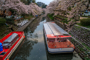 (とやまビューポイント)　富山城　松川べりの桜　4月
