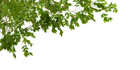 green leaves branch foreground isolated on white