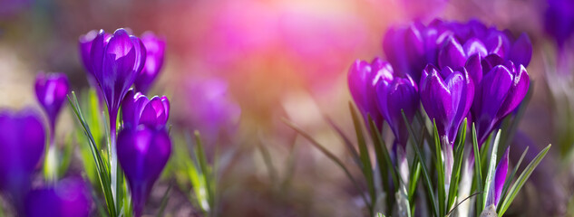 krokusy fioletowe jako wiosenne tło, Crocus sieberi  © meegi