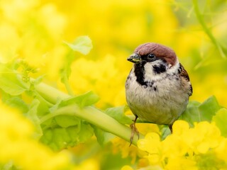 菜の花のタネをモグモグ食べているスズメ