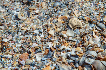 Wet crushed sea shells texture on a   beach, abstract texture