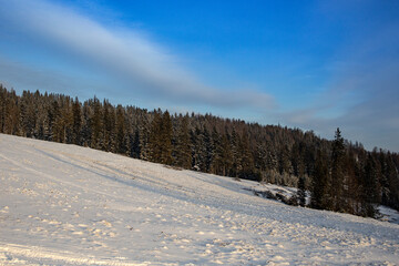 Fototapeta premium Angled snow slope track near a pine tree forest with blue sunny sky, natural panorama
