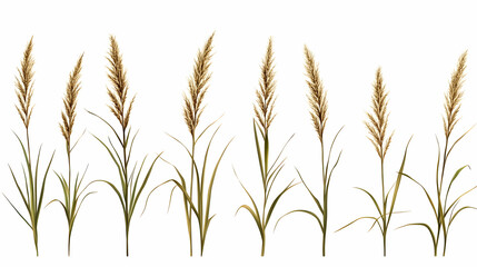 Golden grass stalks, isolated, white background, nature design element