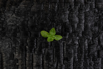 Green tree sprout emerging from burned charcoal wood texture, nature rebirth concept